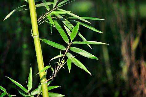 竹的用途|竹材（禾草类植物）